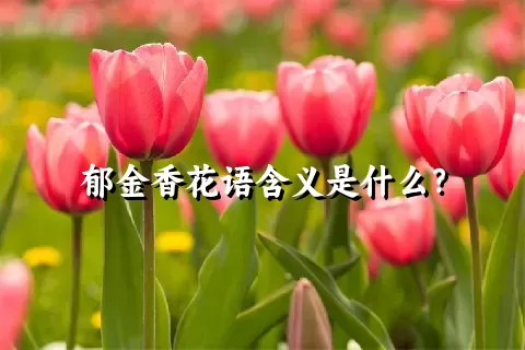郁金香花语含义是什么？