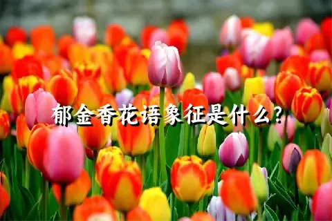 郁金香花语象征是什么？