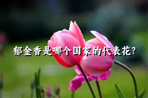 郁金香是哪个国家的代表花？