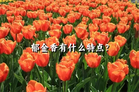 郁金香有什么特点？