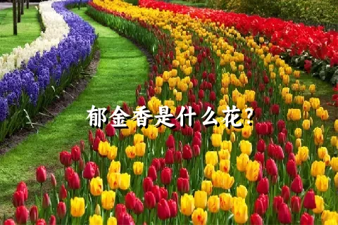 郁金香是什么花？