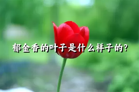 郁金香的叶子是什么样子的？