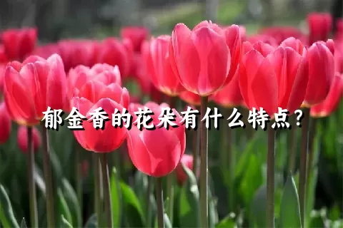 郁金香的花朵有什么特点？