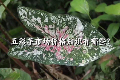 五彩芋市场价格知识有哪些？