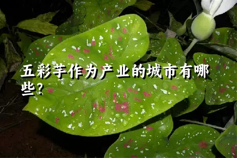 五彩芋作为产业的城市有哪些？