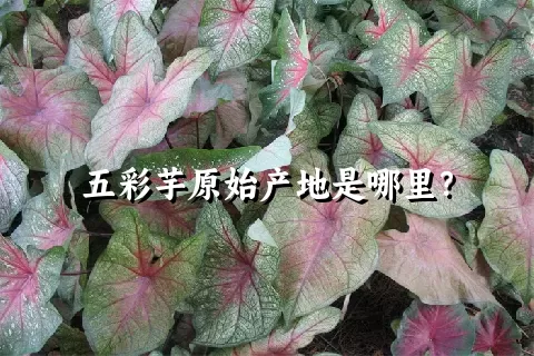五彩芋原始产地是哪里？