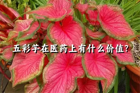 五彩芋在医药上有什么价值？