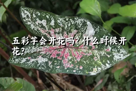 五彩芋会开花吗？什么时候开花？