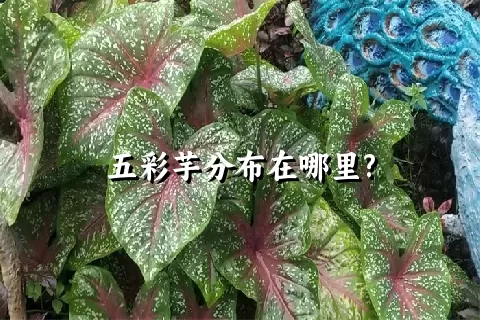 五彩芋分布在哪里?