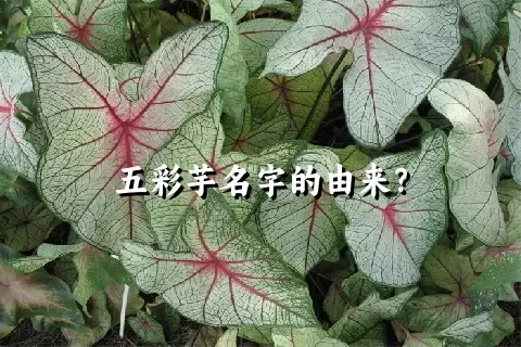 五彩芋名字的由来？