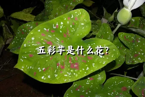五彩芋是什么花？