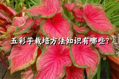 五彩芋栽培方法知识有哪些？
