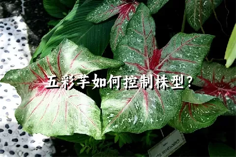 五彩芋如何控制株型？