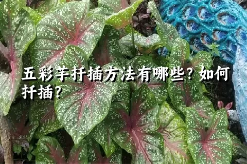 五彩芋扦插方法有哪些？如何扦插？
