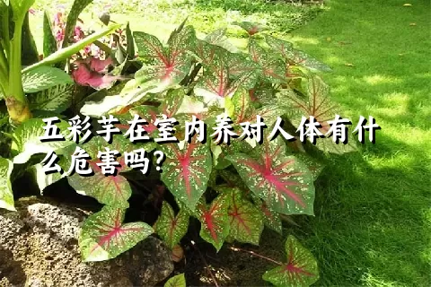 五彩芋在室内养对人体有什么危害吗？