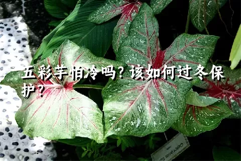 五彩芋怕冷吗？该如何过冬保护？