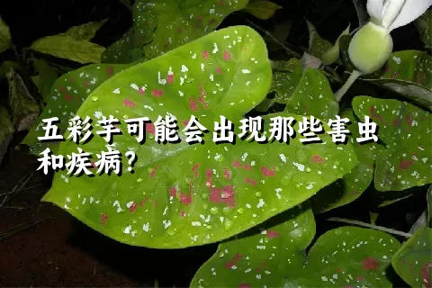 五彩芋可能会出现那些害虫和疾病？
