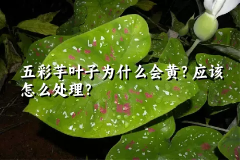 五彩芋叶子为什么会黄？应该怎么处理？
