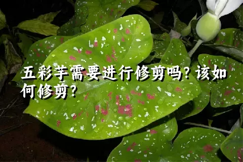 五彩芋需要进行修剪吗？该如何修剪？