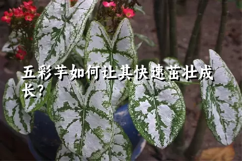 五彩芋如何让其快速茁壮成长？