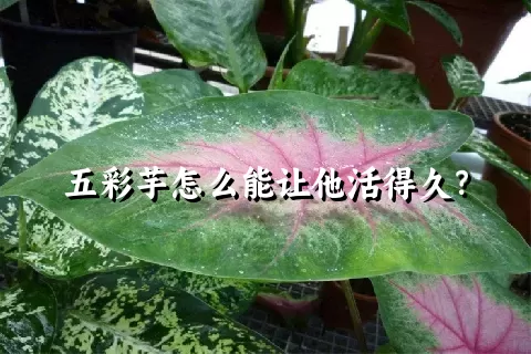 五彩芋怎么能让他活得久？