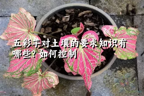 五彩芋对土壤的要求知识有哪些？如何控制