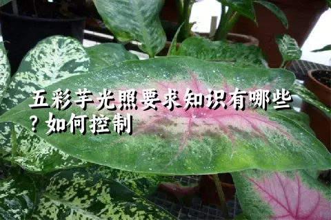 五彩芋光照要求知识有哪些？如何控制