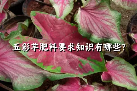 五彩芋肥料要求知识有哪些？