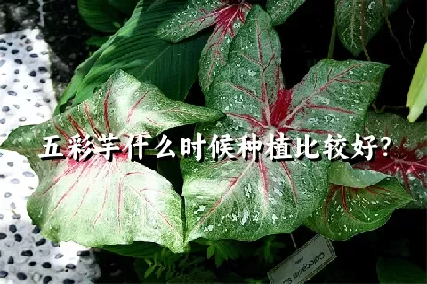 五彩芋什么时候种植比较好？