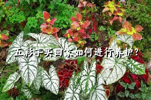 五彩芋买回家如何进行养护？