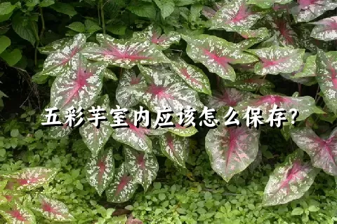 五彩芋室内应该怎么保存？
