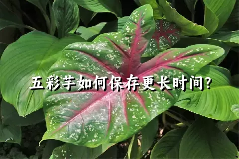 五彩芋如何保存更长时间？
