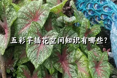 五彩芋插花空间知识有哪些？