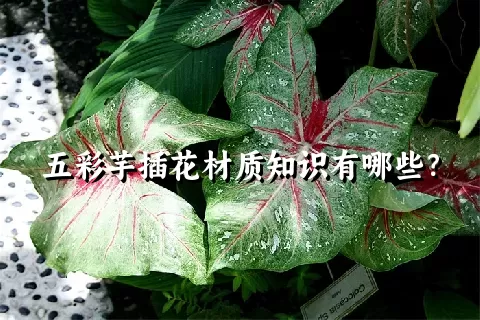 五彩芋插花材质知识有哪些？