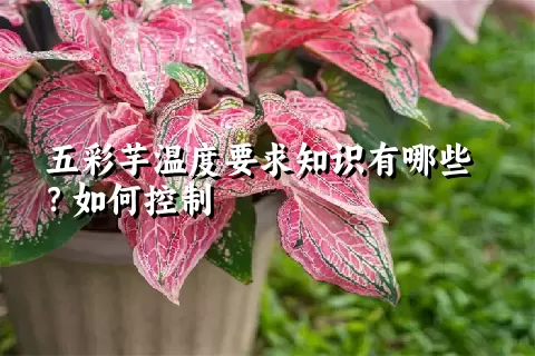 五彩芋温度要求知识有哪些？如何控制