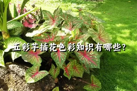 五彩芋插花色彩知识有哪些？