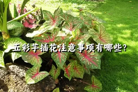 五彩芋插花注意事项有哪些？