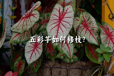 五彩芋如何修枝？
