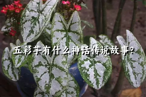 五彩芋有什么神话传说故事？