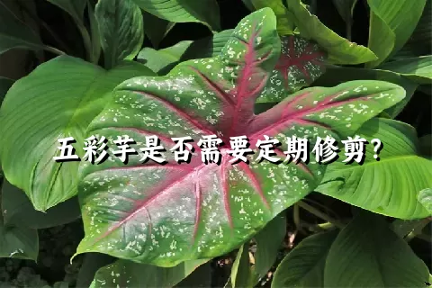 五彩芋是否需要定期修剪？