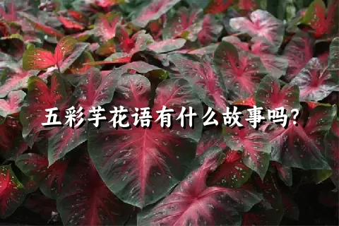 五彩芋花语有什么故事吗？