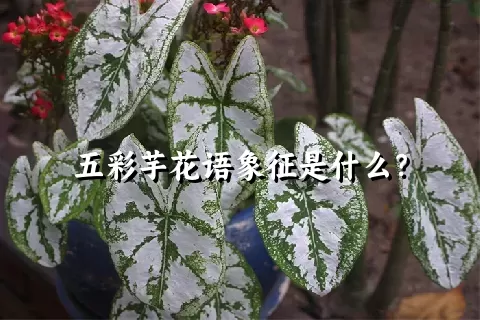 五彩芋花语象征是什么？