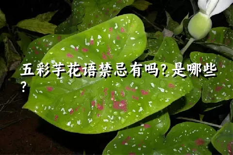 五彩芋花语禁忌有吗？是哪些？