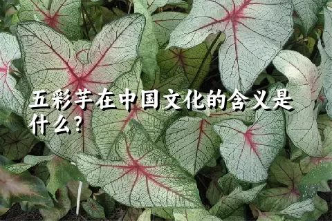 五彩芋在中国文化的含义是什么？