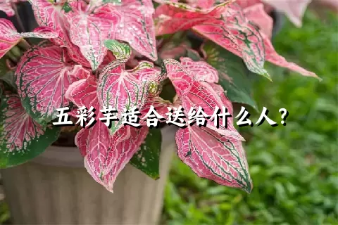 五彩芋适合送给什么人？