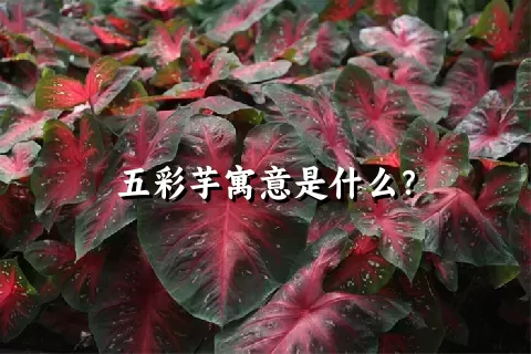 五彩芋寓意是什么？