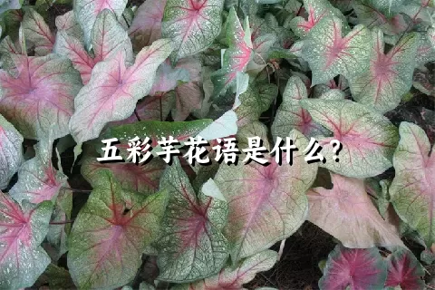五彩芋花语是什么？