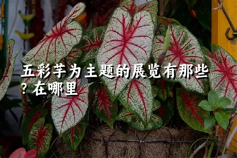五彩芋为主题的展览有那些？在哪里