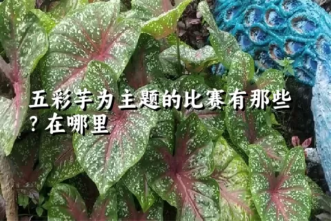 五彩芋为主题的比赛有那些？在哪里