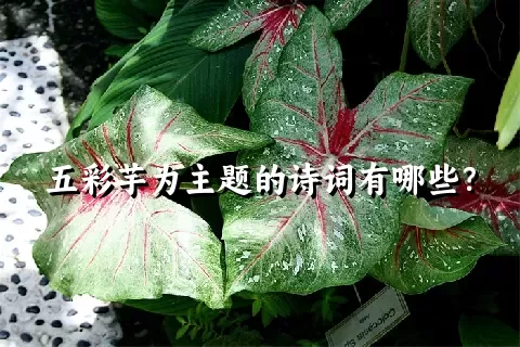 五彩芋为主题的诗词有哪些？